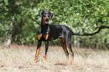 DOBERMANN 769